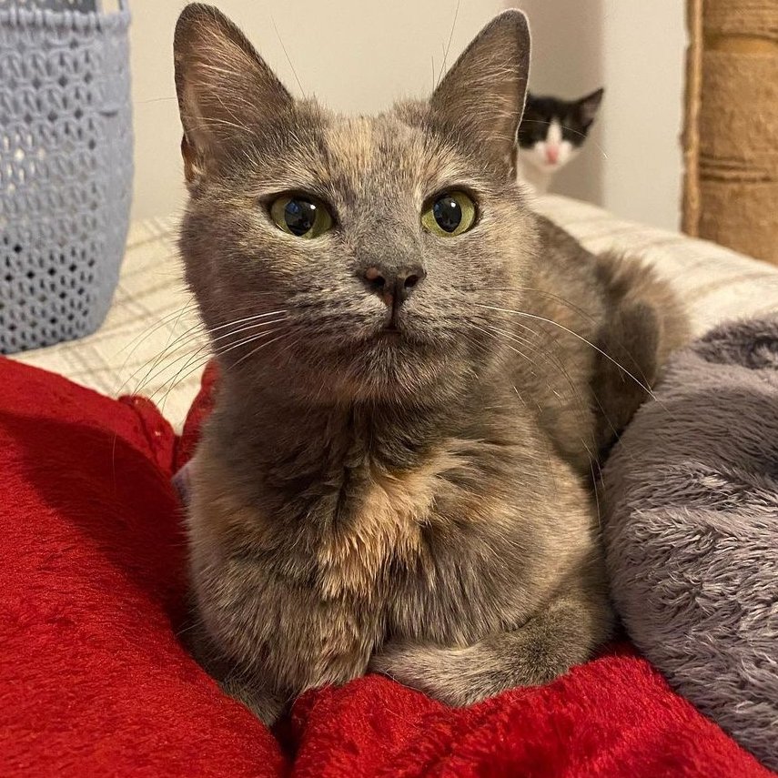 Yavruları sahiplenildikten sonra kaldığı odada ağlamaya başlamış güzelim. Bu çocuğa ben 3 gün baktım o kadar sevecen ki temas bağımlısı biri. Sokağa dönecek sahiplenilmezse. İstanbul çok acil yuva🫶💕