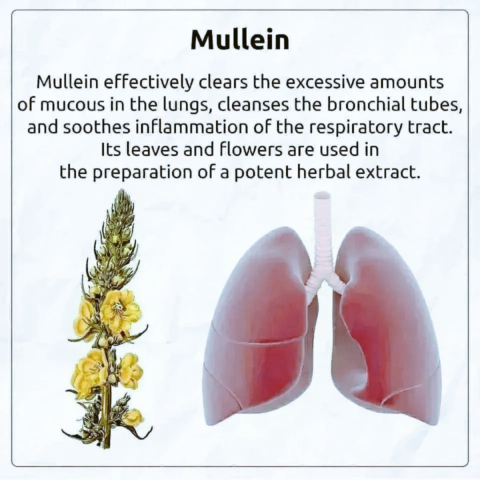 The_Life_Pad's tweet photo. Most effective natural remedies, that have been used for years to treat serious ailments.

1. Mullein https://t.co/CyWB8rwQqf