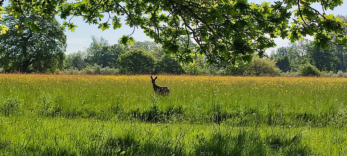 A lovely morning at St Joseph’s 🦌
