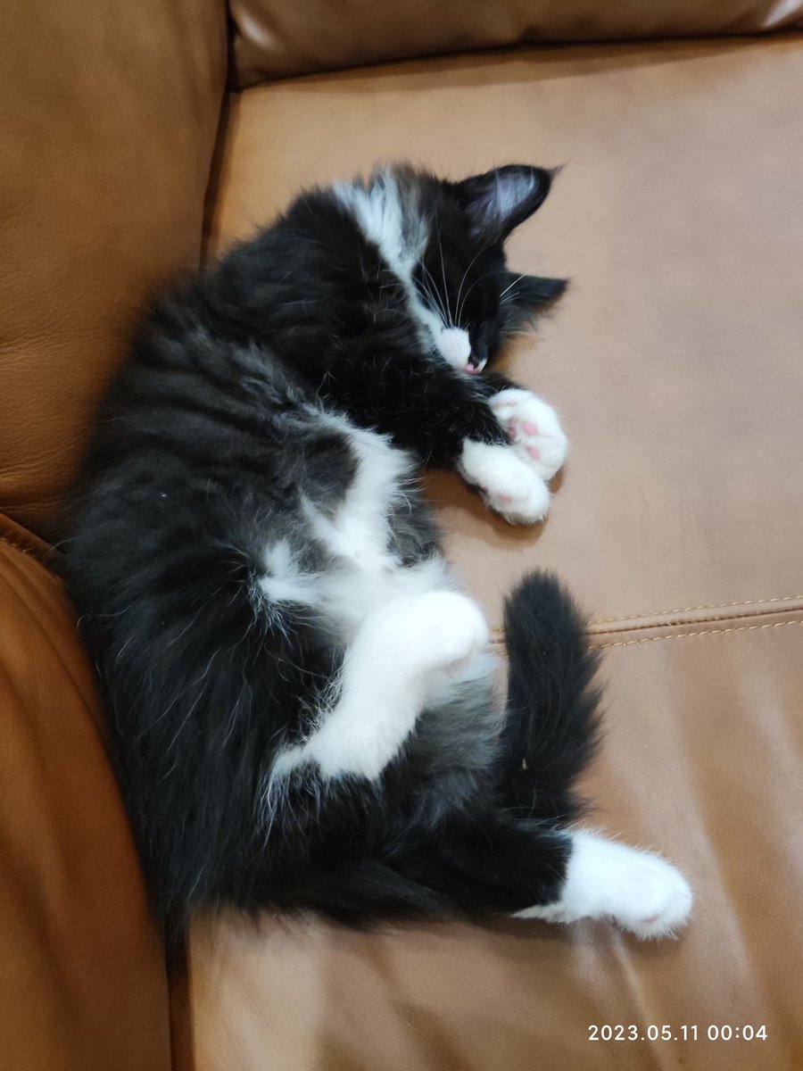 感觉养了个假猫，接回来十来天一直都在睡觉。