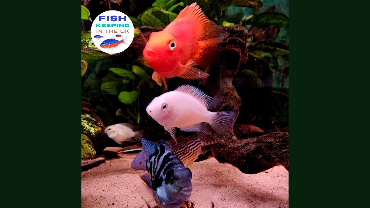 New UK Facebook group for fish keepers in the UK
Pics, chat, advice and competitions.

#fish #competitions #hobby #fishtanks #aquarium #tropicalfish #marinefish

facebook.com/groups/fish.ke…