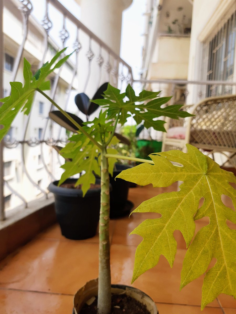 anbarasiu's tweet photo. Discarded papaya seeds from kitchen - one bonsai(looking to gift to someone with more garden space) and another taller than me in parents' front yard https://t.co/YC12AVbTbf