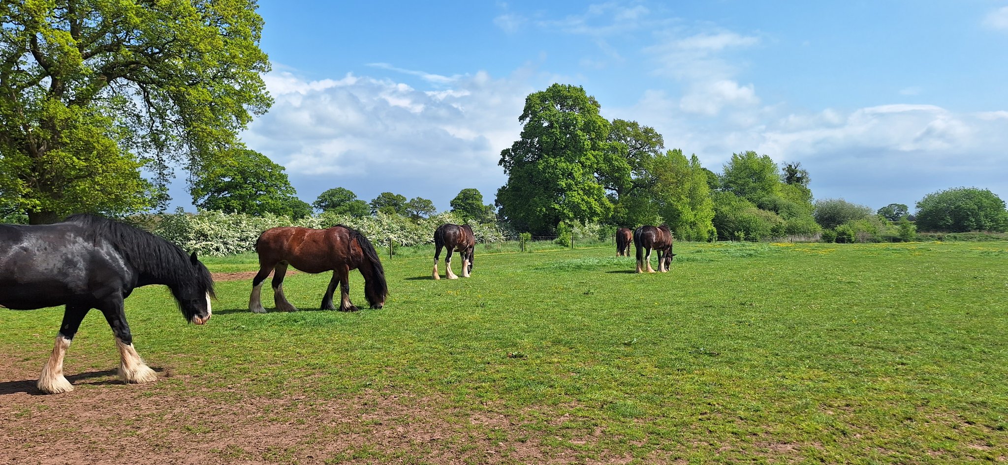 Cotebrook Shire Horse Centre (CotebrookShires) / Twitter