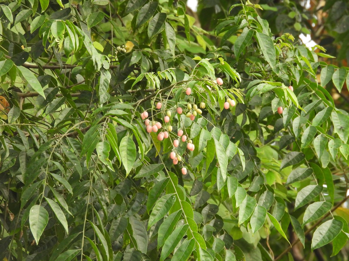 Papilio peranthus and its hostplant Clausena excavata
