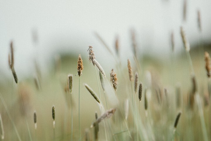KateCullenStyle's tweet image. The meadows are also extra beautiful now, I love the delicacy grasses and plantains bring to a scene…

.
.
.
.
.
 • #cottagecore #cottagecoreaesthetic #cottagecorestyle #cottagestyle #cottagecorecommunity #fairycore #countryliving #countryside #house… instagr.am/p/Csf2lT5g73G/