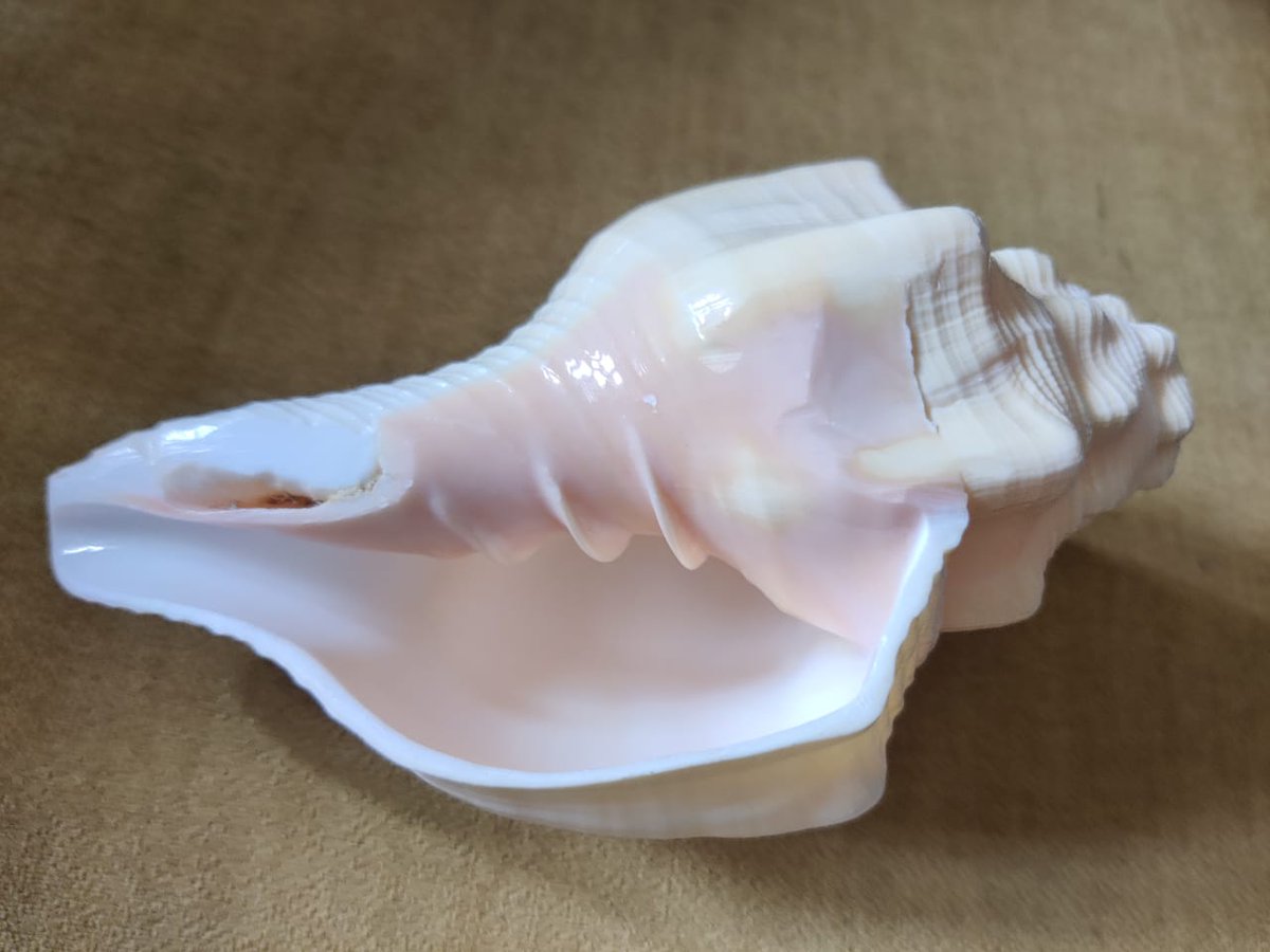 shellwala's tweet photo. The sound coming from the Shankh resembles the most auspicious sound  which is "Om". This Shankh  is blown multiple times in Puja ceremony.

https://t.co/DLF1BaKfyv

#india #shop #ceremony  #happy #gifts #goodvibes #love #holy #decor #shoppingonline #homedecor #interiordesign https://t.co/oXOzCFm2YR