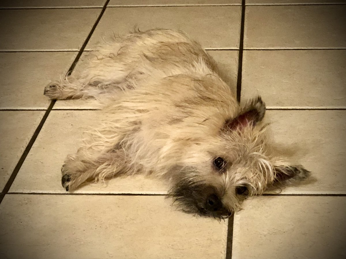 MonicaTaylorSA's tweet image. Doggie Down! 🐶 🤗 Happy (and tired) pup after her walk this morning! #lunalife #puppylove #thatface