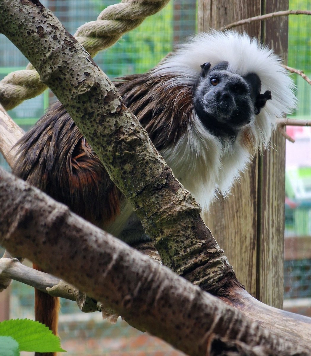 Really cute and playful Cotton-top Tamarins! 🥰 #MonkeyHaven