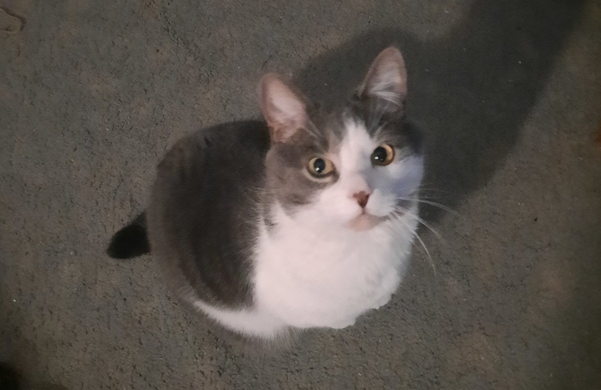 Patchis_X's tweet photo. A picture of your pet and what they’re named after https://t.co/DQEuAZJH6y