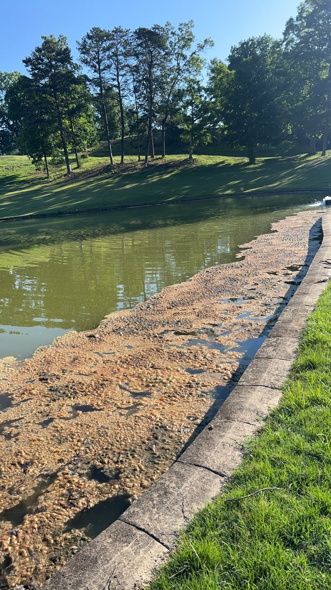 Gburg_Golf's tweet image. After 3 days of spraying @StewardsofTurf Captain xtr we’ve made some improvements on our front irrigation pond.