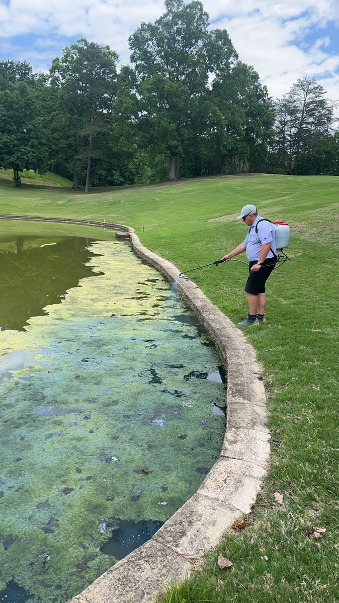 Gburg_Golf's tweet image. After 3 days of spraying @StewardsofTurf Captain xtr we’ve made some improvements on our front irrigation pond.
