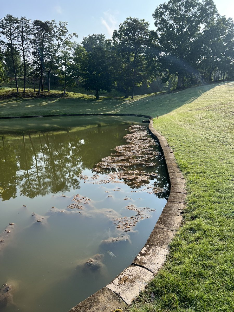 Gburg_Golf's tweet image. After 3 days of spraying @StewardsofTurf Captain xtr we’ve made some improvements on our front irrigation pond.