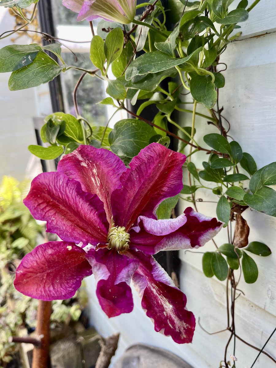 Cindy (Spence) Vallance (she/her) tweet media