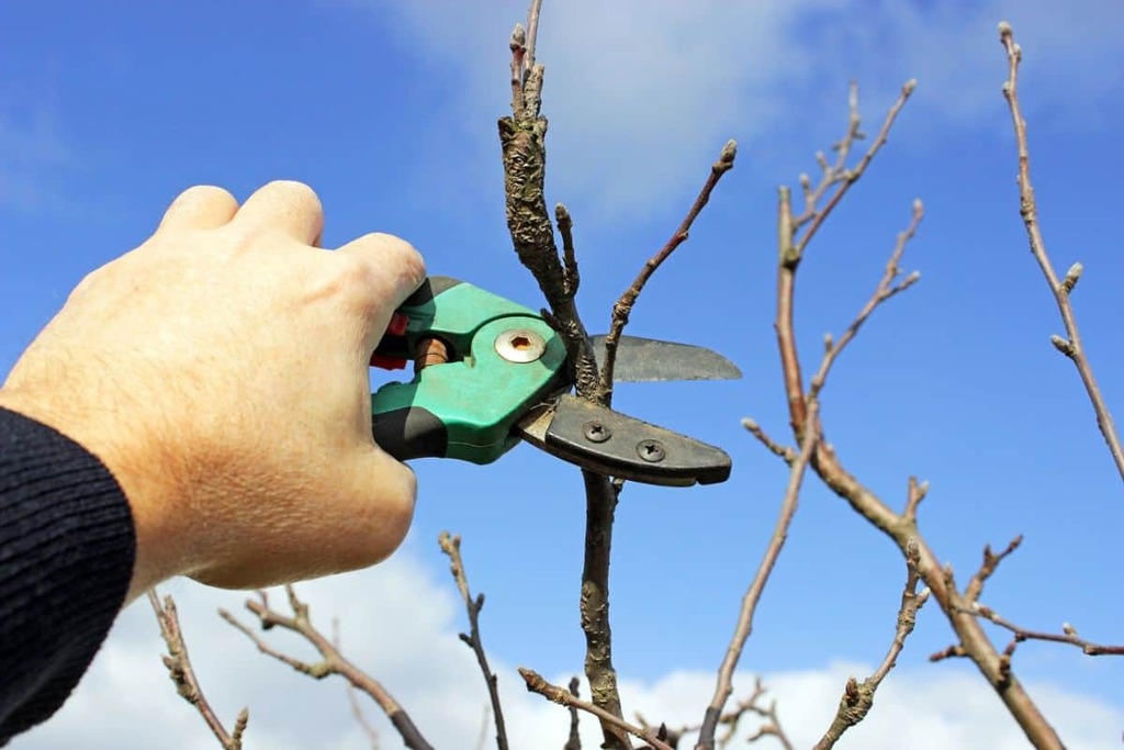 We take a look at some of the best secateurs on the market in our latest buyers guide - which one is best for you? #DIY #Tools #Review - ift.tt/5SYdKa0