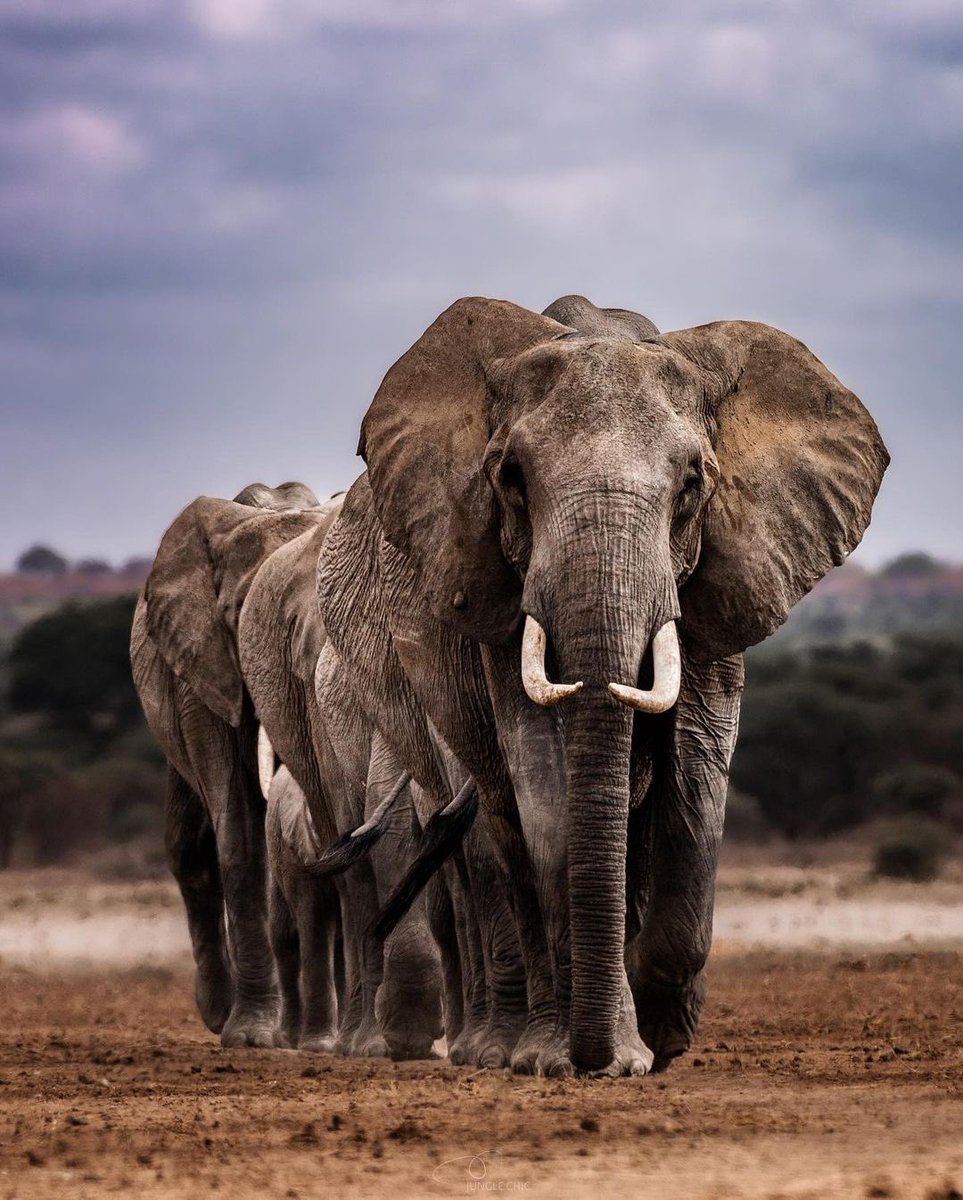 animals_innocent_creatures tweet media