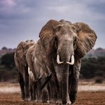 Photo by animals_innocent_creatures (@AnimalsInnocent)