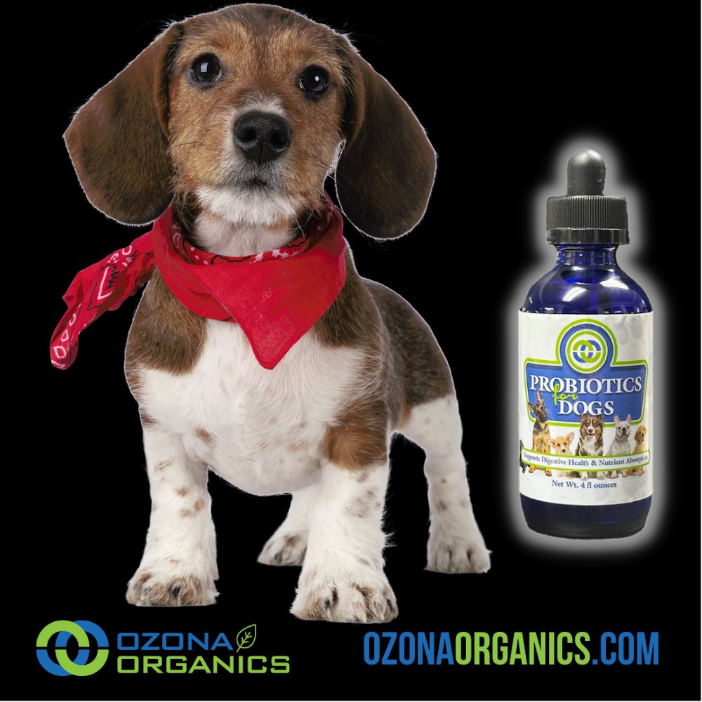 OzonaOrganics's tweet photo. Keep your furry friend healthy from the inside out with Ozona Organics Probiotics for Dogs. #PetWellness #HealthyHounds https://t.co/DfbCmqFXA8 https://t.co/rJ4Bnb5q3j