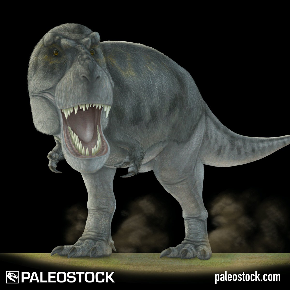 GetPaleostock's tweet photo. The genus Tyrannosaurus contained the largest carnivores theropod dinosaurs of all time in what is now western North America.

License this stock resource at: https://t.co/hMo7rCFZLg

Illustration by @opaleoartista

#paleontology #paleoart https://t.co/ffXDJFwoxN