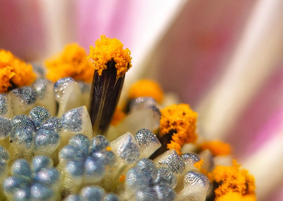 lupus_sch's tweet photo. Spring shots
#SpringOnSnapdragon
@oneplus & @Snapdragon
#ShotOnSnapdragon
#ShotonOnePlus 9pro + microscope lense https://t.co/1jqRqvbTbv