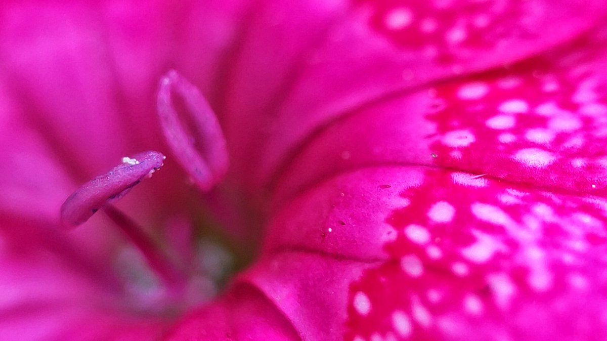 lupus_sch's tweet photo. Spring shots
#SpringOnSnapdragon
@oneplus & @Snapdragon
#ShotOnSnapdragon
#ShotonOnePlus 9pro + microscope lense https://t.co/1jqRqvbTbv