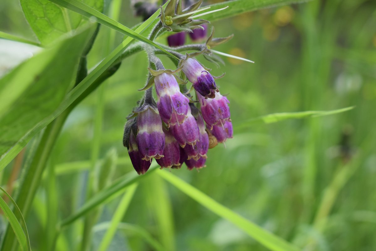 SamuelMarent's tweet image. 