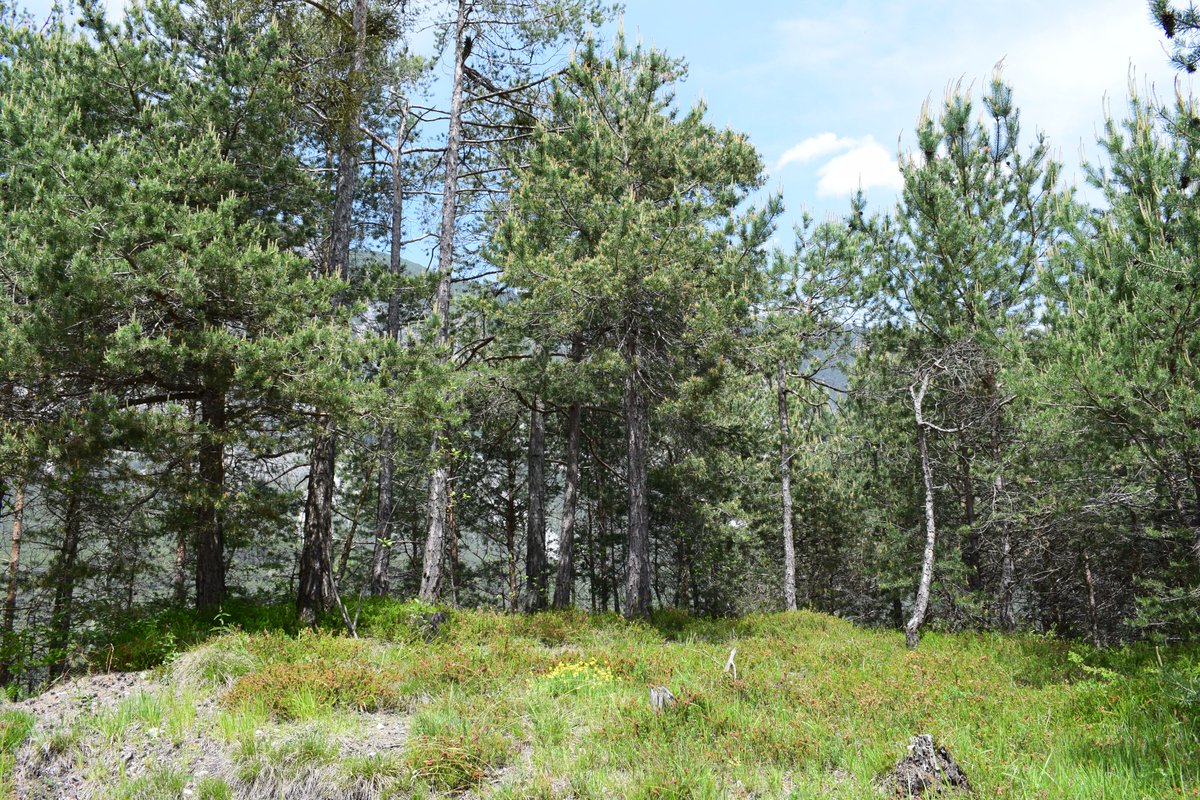 SamuelMarent's tweet image. 