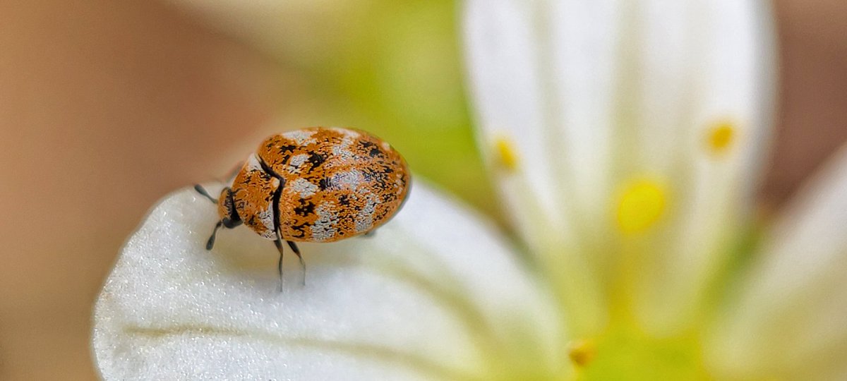 lupus_sch's tweet photo. Spring shots
#SpringOnSnapdragon
@oneplus & @Snapdragon
#ShotOnSnapdragon
#ShotonOnePlus 9pro + microscope lense https://t.co/iTsjAAZ4qh