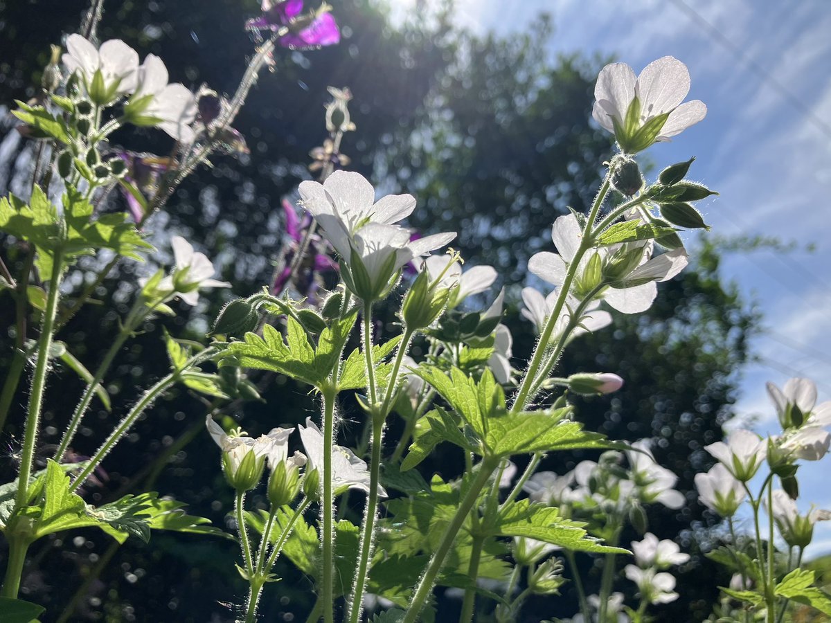 SarahsGarden12's tweet photo. @TheWholeShebang No bees here. No f**king bees and I’m supposed to behave like it’s ok 🤯😳
It’s scaring the soul out of me. https://t.co/C7gx5AY7cr