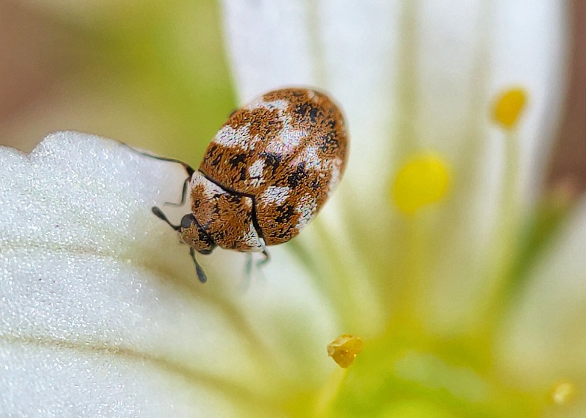 lupus_sch's tweet photo. Spring shots
#SpringOnSnapdragon
@oneplus & @Snapdragon
#ShotOnSnapdragon
#ShotonOnePlus 9pro + microscope lense https://t.co/iTsjAAZ4qh