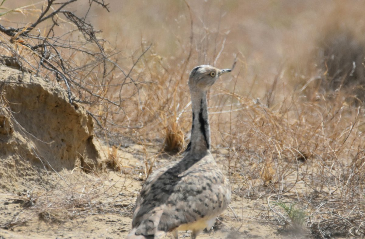 syedrizwanmehb1's tweet photo. Summer roaming deep inside Cholistan desert for GIB conservation work begins today; Met beautiful Chinkara &amp; Macqeen Bustards(I still call them Houbara- old timer that I am);all toil in hot weather vanishes once you set Yr eye on magical beauty of Cholistan in Rahim Yar Khan https://t.co/E9oyojXn0F