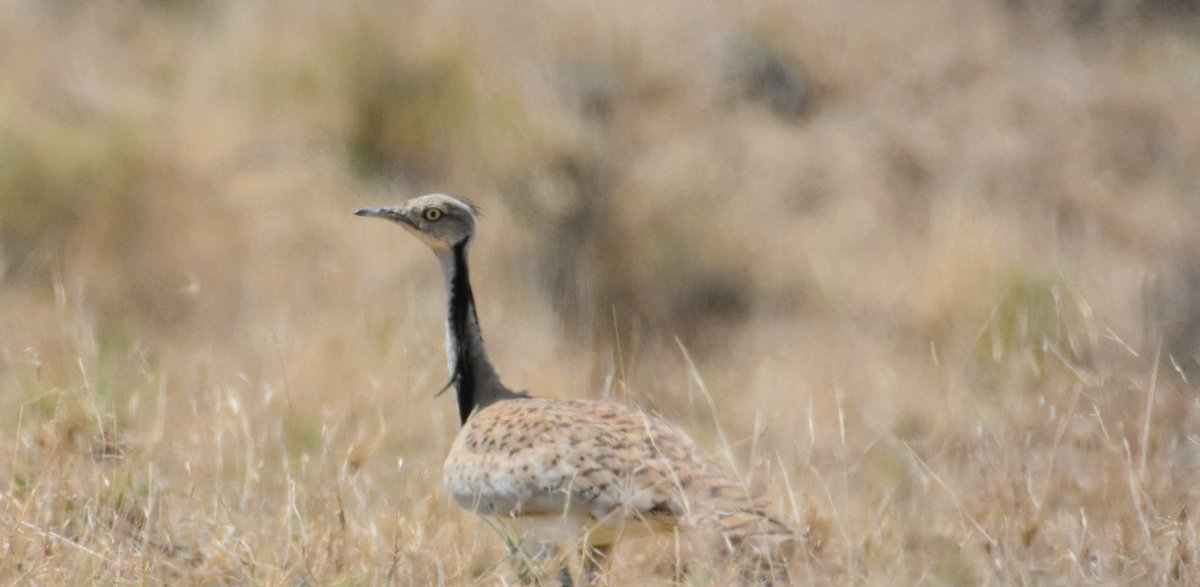 Summer roaming deep inside Cholistan desert for GIB conservation work begins today; Met beautiful Chinkara &amp; Macqeen Bustards(I still call them Houbara- old timer that I am);all toil in hot weather vanishes once you set Yr eye on magical beauty of Cholistan in Rahim Yar Khan