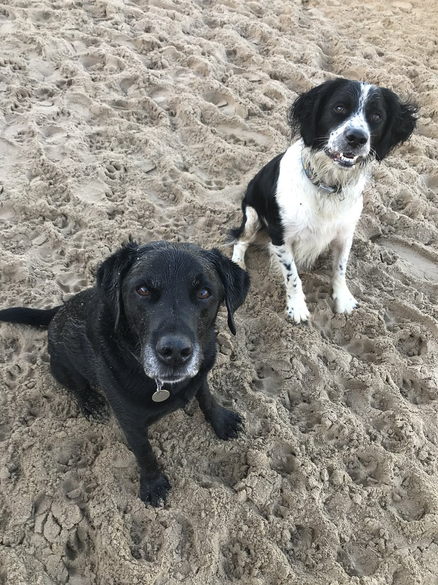 Wellington & Arlo tweet media