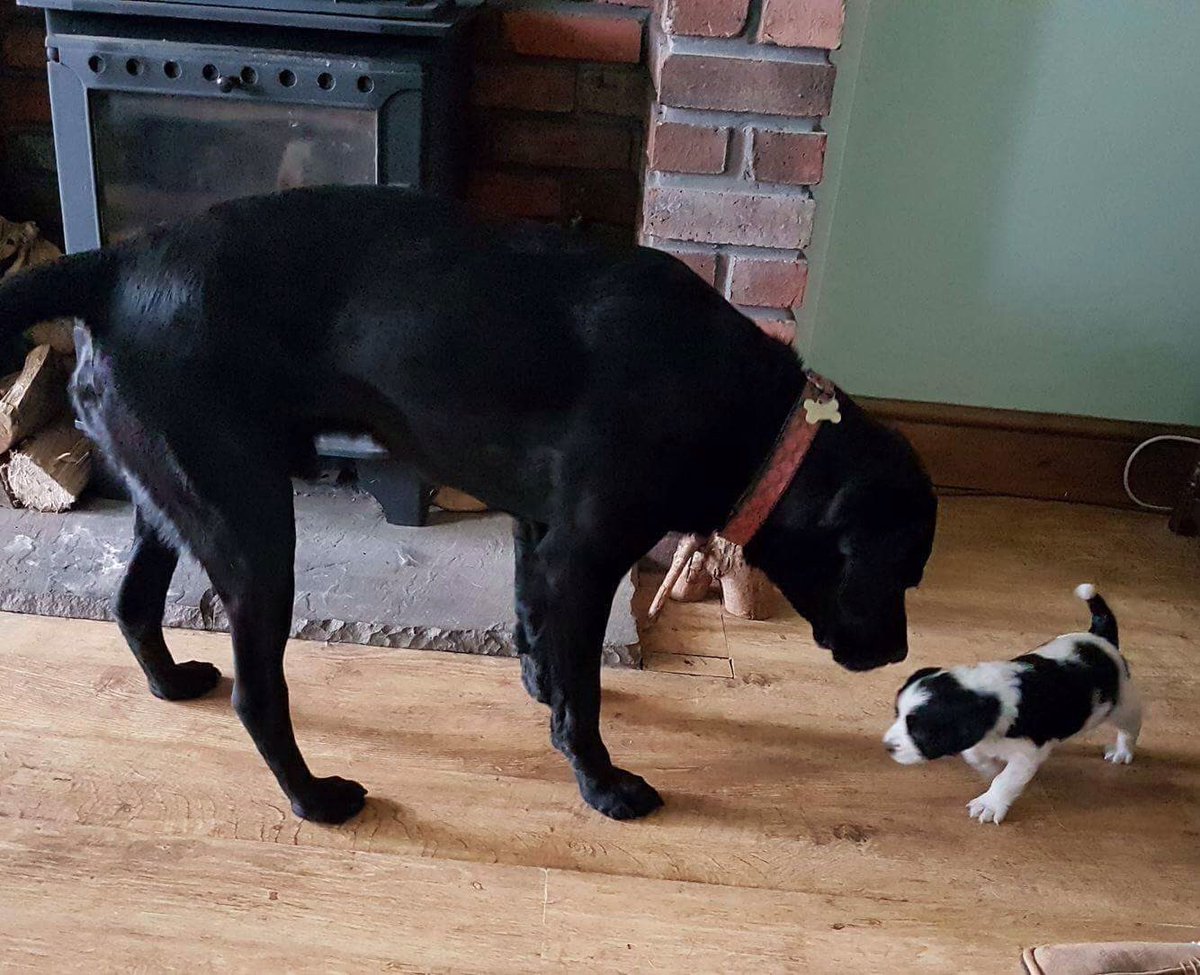 Wellington & Arlo tweet media