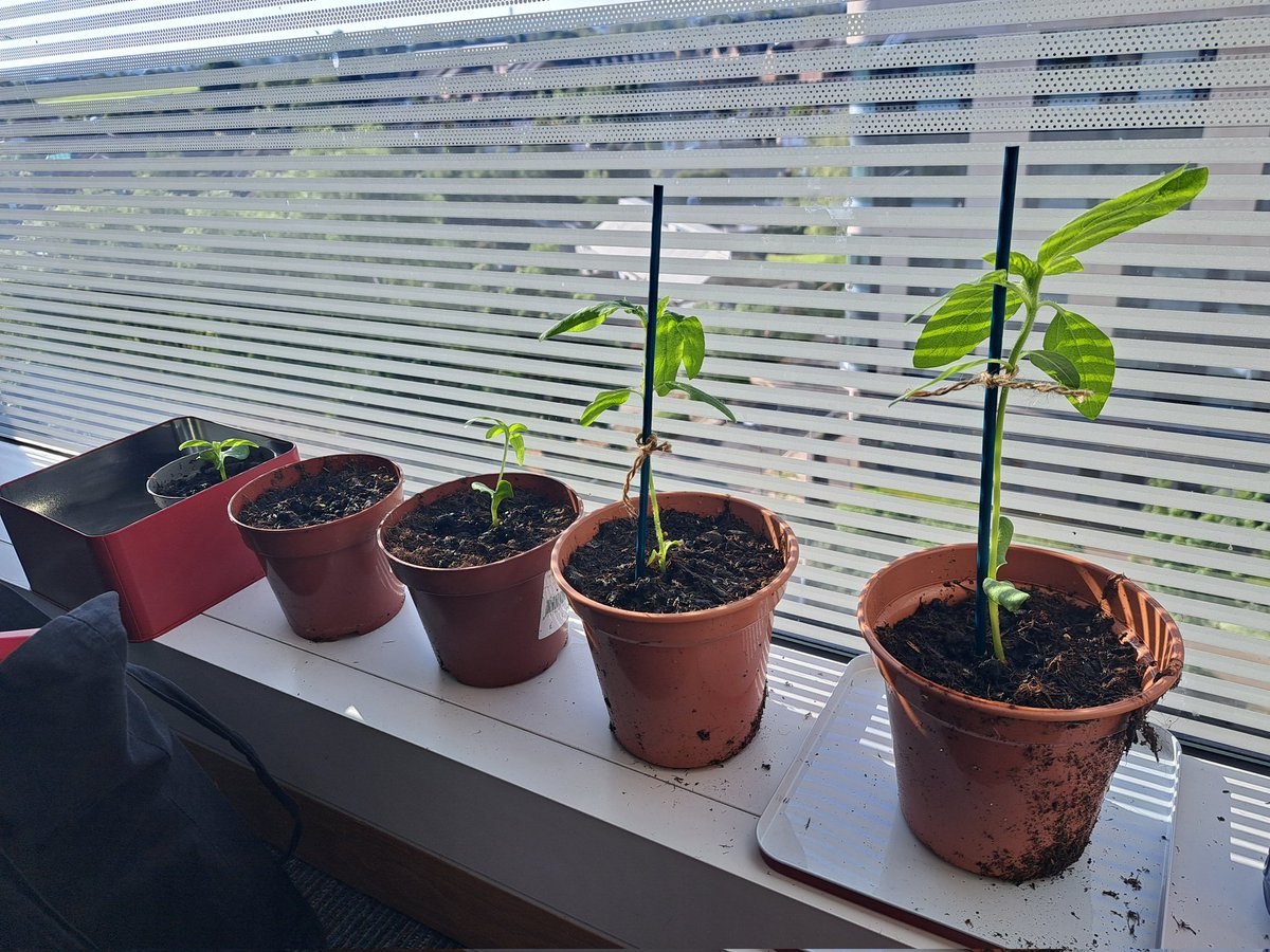 MichelleD_RNLD's tweet photo. Medicine division sunflower competition....
Ld liaison team & #TeamIDS story so far....
@LynSandlesRNLD @annielangford3 @CDaffada https://t.co/wTcZZ3mzNN