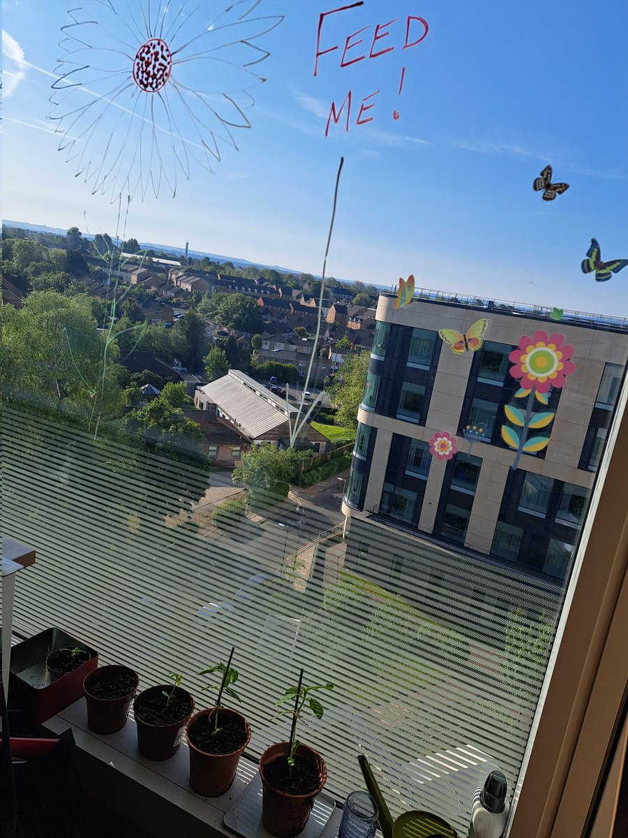 MichelleD_RNLD's tweet photo. Medicine division sunflower competition....
Ld liaison team & #TeamIDS story so far....
@LynSandlesRNLD @annielangford3 @CDaffada https://t.co/wTcZZ3mzNN