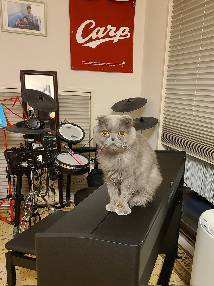 Nyaos17's tweet photo. 置物(笑)

#スコティッシュフォールド 
#猫のいる暮らし
#猫のいる幸せ 
#猫好きさんと繋がりたい https://t.co/R6JyQFCEqD
