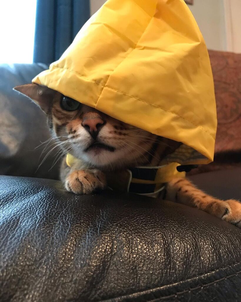 Caitec_inc's tweet photo. Hiya, Georgie. 🎈 #Caitec 

[via Instagram | @baby_bengal_simba] https://t.co/qgwNj333vl https://t.co/nevMwzxCqC