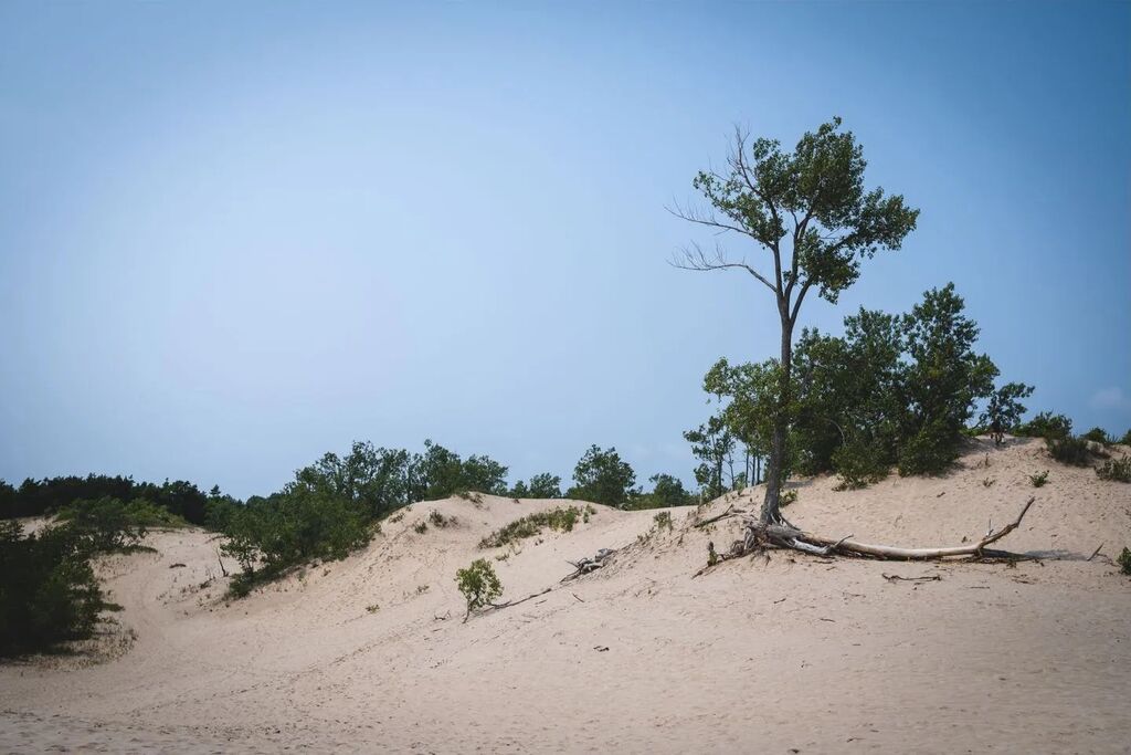 samuelmh's tweet photo. Sandy landscape
.
.
.
#sand #beach #landscape #myfujifilmlegacy #ontario #ontarioparks #landscapephotography #explorecanada #simple #simplecomposition #tree #sandbanks https://t.co/oyVs0GnuEF