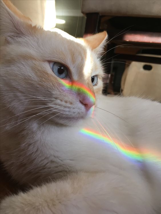 WeAssessCats's tweet photo. https://t.co/xuYgS4YjVS