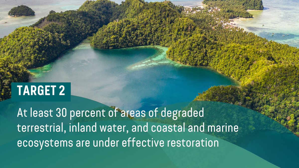 Cities are moving #FromAgreementToAction of the @UNBiodiversity #KMGBF🌱

Contributing to Target 2, @CitiesWNature’s Del Carmen in the Philippines is restoring its mangrove forests - to improve food security, climate resilience & #BuildBackBiodiversity
🔗https://t.co/WWqZOkMQoz