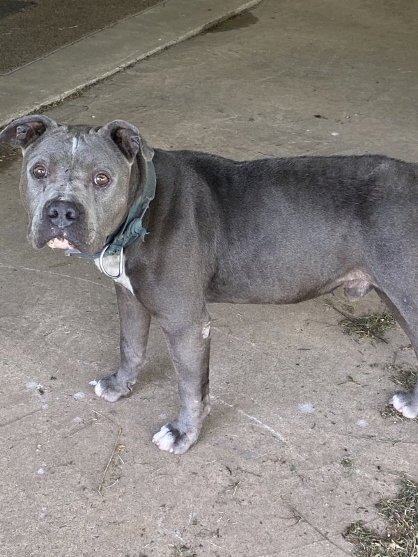 fidofinder's tweet photo. Found dog in Scott, AR (72142) #founddog https://t.co/1MeLqU77Zu https://t.co/mwcCU5tsHW