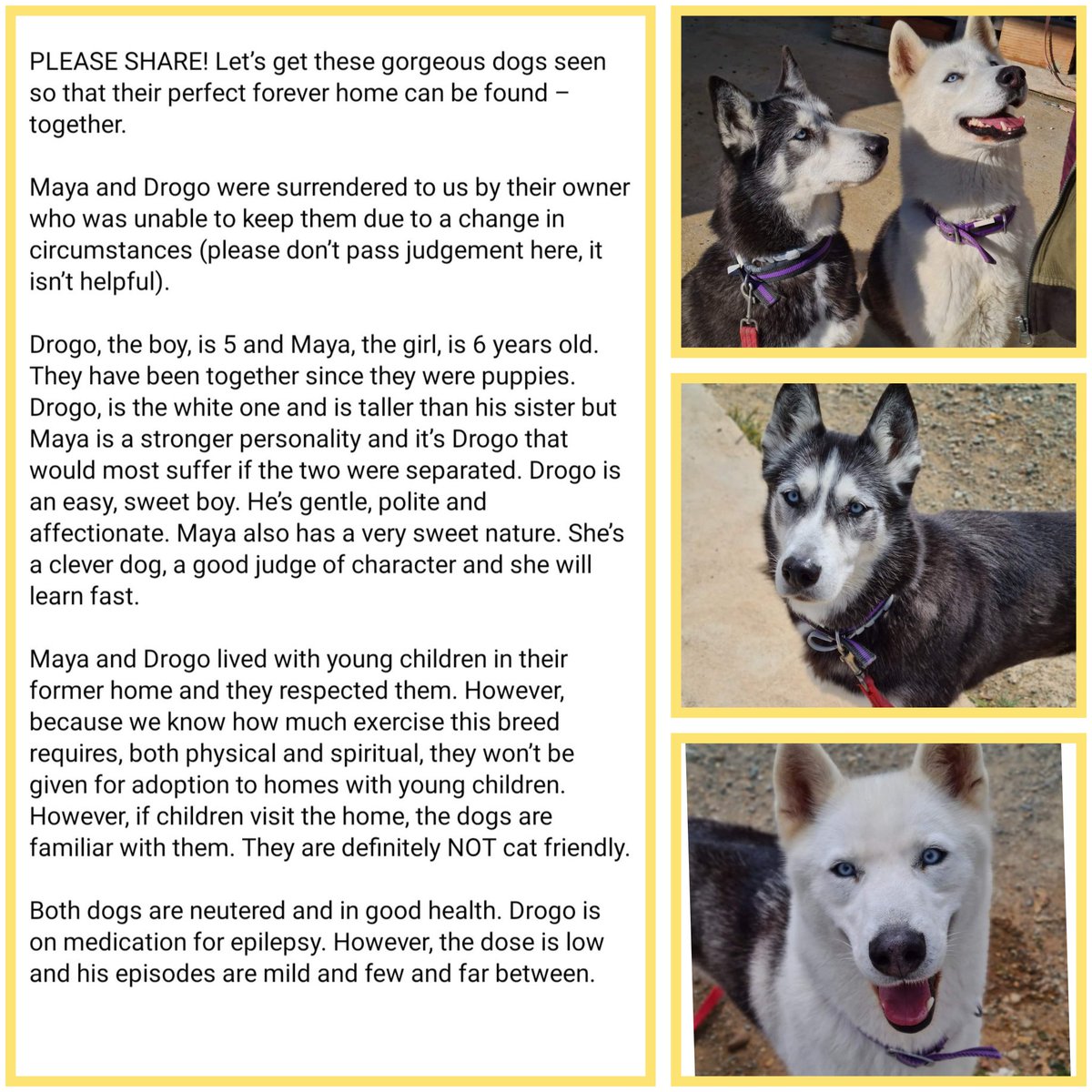 cyprusdogrescue's tweet photo. MAYA and DROGO have been with us since last spring. It is TOO HOT for them in the sanctuary in Cyprus. Please share to find them a home together in the UK or Germany.
https://t.co/OXuyZCgjKq 
#huskies #husky #huskyrescue #rescuedogs #huskiesoftwitter #dogrescue #animalrescue https://t.co/hPfkU2k65H