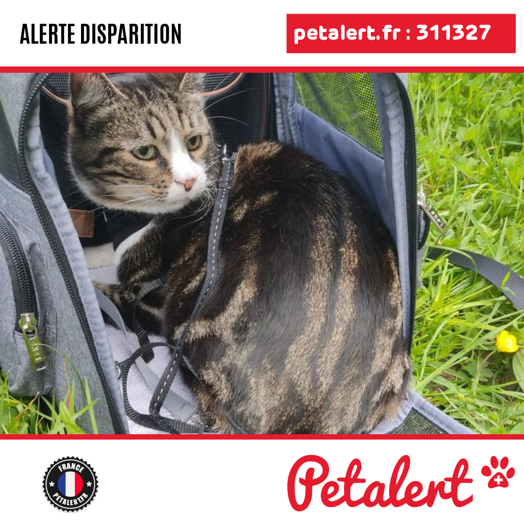 petalert_france's tweet photo. Disparu #Chat #HautsDeSeine #SaintCloud #Petalert #PetAlert92 / https://t.co/i99z6MU2Z0 https://t.co/slyLAnjCrK