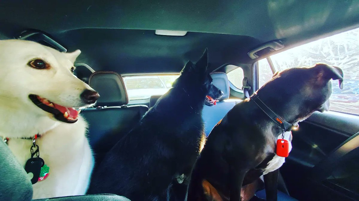 WebbWorks4u's tweet photo. Morning Car Ride 🚗 

Look at our poor car windows 🤣🤣
#doggiedaycare #dogtoy #dogsplaying #plantcityflorida #dogsofinstagram #dog #dogs #dogsofinsta #doglover #webbworks https://t.co/rurxqyHefx