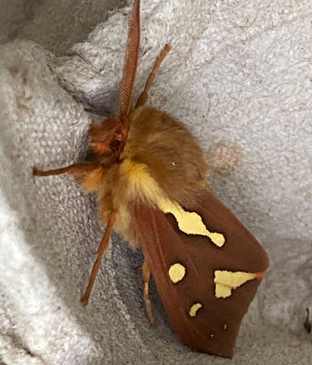 Elisabeth Herniou (@hernioue) on Twitter photo <a href="/insectdoctors/">insectdoctors</a> students are out of the lab this week end!
🦋🐛🪲🪰🐝🦟
A walk about and light trapping with <a href="/lopezvaamonde/">Carlos Lopez-Vaamonde</a> at <a href="/Commanderie_Bal/">La Commanderie De Ballan</a> let them brush up with insect biodiversity. <a href="/insectdoctors/">insectdoctors</a> students are out of the lab this week end!
🦋🐛🪲🪰🐝🦟
A walk about and light trapping with <a href="/lopezvaamonde/">Carlos Lopez-Vaamonde</a> at <a href="/Commanderie_Bal/">La Commanderie De Ballan</a> let them brush up with insect biodiversity.