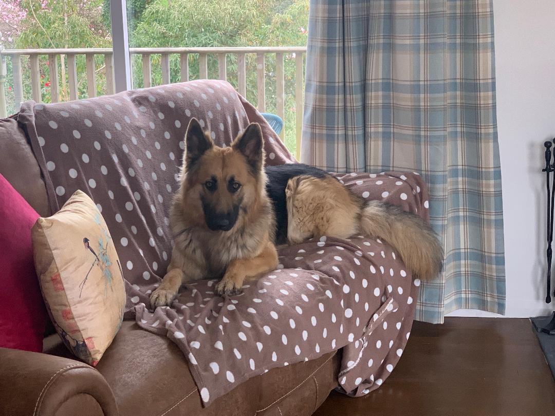 Whitebeam_Wood's tweet photo. Holidaying with your dog for the 1st time? Here are some top tips https://t.co/kIKoadmAVp @GoodVetPetGuide @DogslostUK @Dogs_Today #dogsoftwitter #Dogsarefamily #TakeYourDogsOnHoliday #AllDogsWelcome #WeAreDogOwnersAndLovers #WhitebeamWoodSlapton https://t.co/hYiU7TWWKX