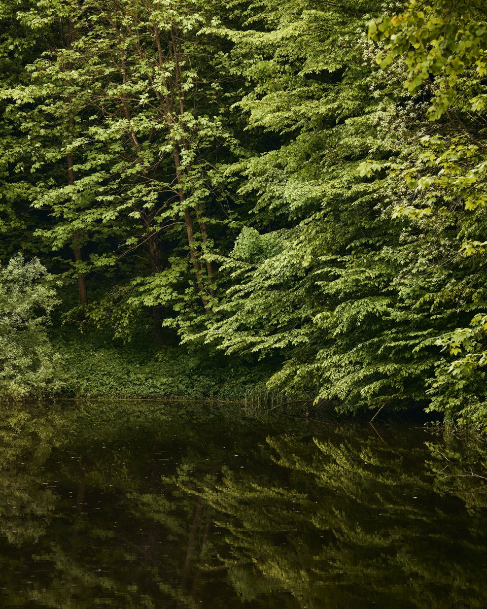 WebDesignUA13's tweet photo. In the forest, among the tall trees, there was a magical lake. The water in it reflected all the beauty around. #ForestLake #NaturalBeauty #GreenForest #EnchantingView #LifeInTheForest #ReflectionOfBeauty #LakeTranquility https://t.co/K8wqAEBzgM
