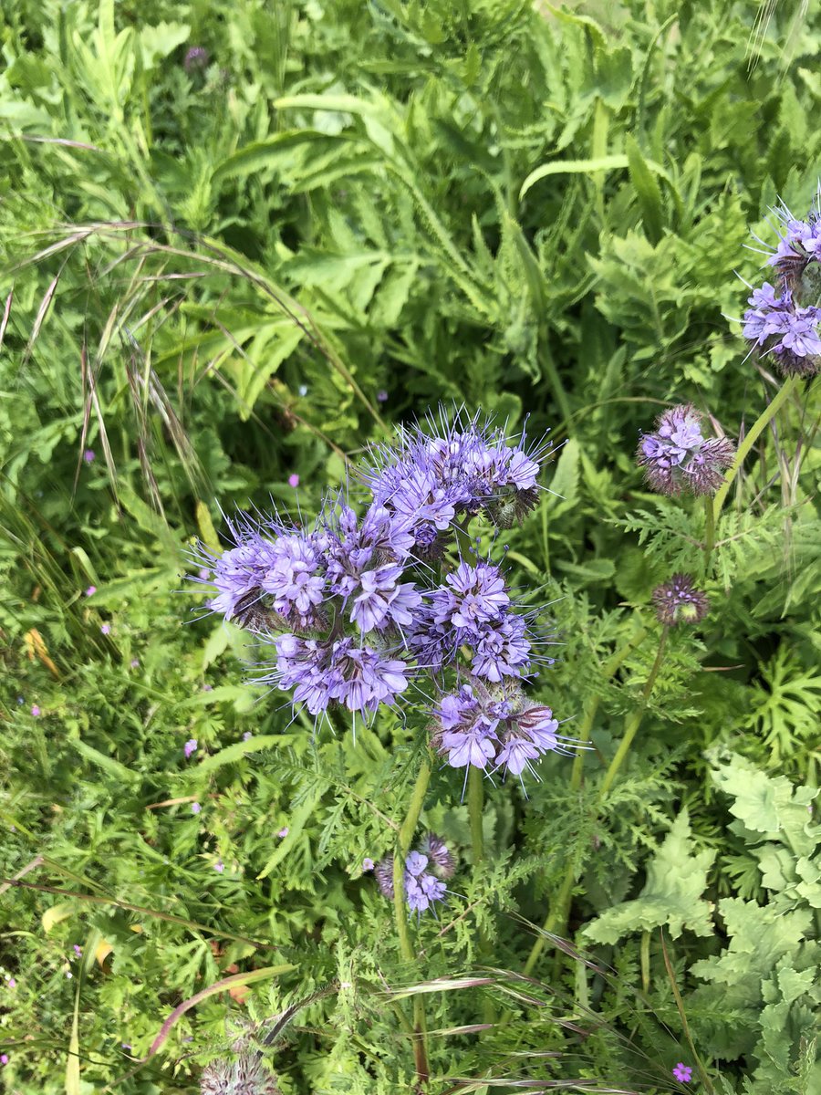 Wild flowers up at wild @hanks_ranch_norfolk #wildflowers #pollinators #bees #staycation #wildwest #glamping