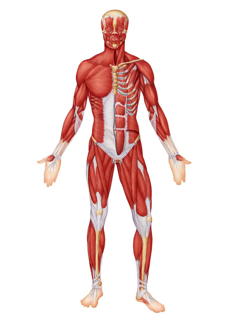 abhishak2's tweet photo. Can’t find time to go to the gym?

I have two full-body workouts you can do anywhere.

I usually give them to my clients…

But you can get them for FREE today.

Reply with 💪 and I’ll send you a DM.

RTs are highly appreciated.

(Must be following, 24 hours only) https://t.co/1dejYm8wjR