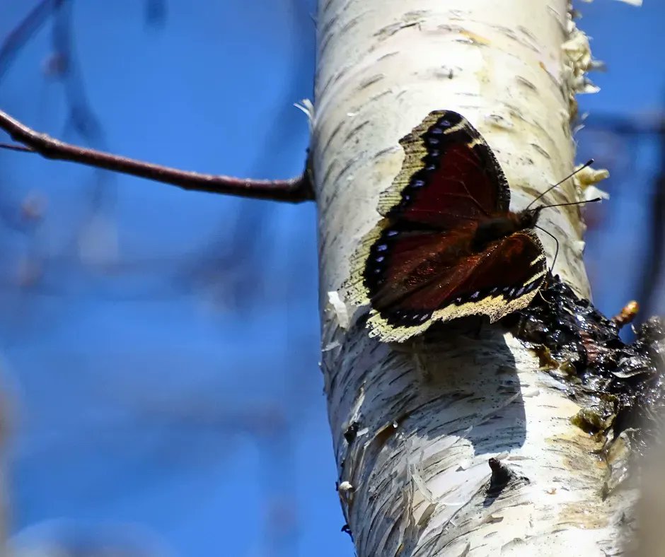 ManuelsRiver's tweet photo. A Mourning Cloak Butterfly enjoying their favourite snack, tree sap!🦋 Near Manuels River.
Submitted by Michael Harris.

Tag us on social media with your photos and use #DiscoverManuelsRiver for a chance to be featured on our page! 🏞️
#Discovermanuelsriver #exploreNL #discoverCBS https://t.co/0x1fJDEPOs